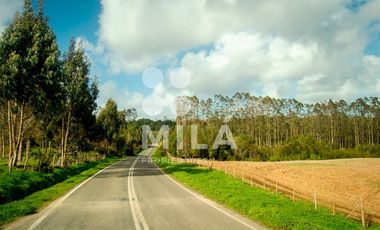 Agrícola en Venta en Campo agrícola 215 ha. Lechero, ganadero
