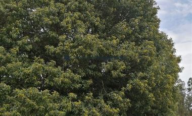 Casa en Venta en Quinta El Maule, Sector Las Tinajas