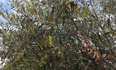 Casa en Venta en Quinta El Maule, Sector Las Tinajas