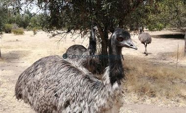 Casa en Venta en Quinta El Maule, Sector Las Tinajas