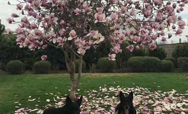 Casa en Venta en CAMINO EL ALGARROBO