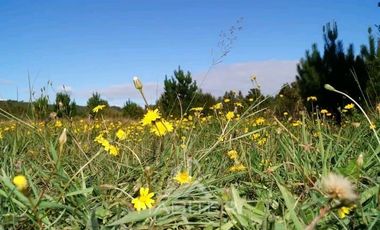 Local Comercial en Venta en Rio Chico ,Camino Polincay