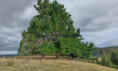 Agrícola en Venta en Venta Hermoso Campo, Los Muermos
