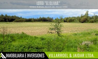 Parcela en Venta en YERBAS BUENAS, REGIÓN DEL MAULE