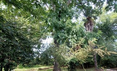 Agrícola en Venta en Linares