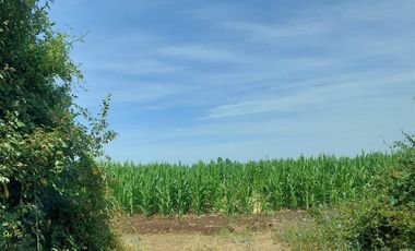 Agrícola en Venta en Linares