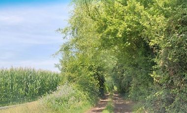 Agrícola en Venta en Linares