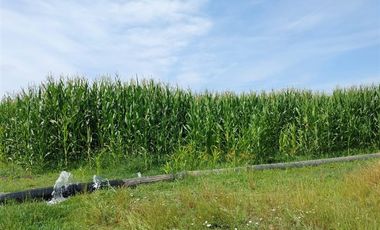 Agrícola en Venta en Linares