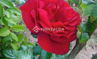 Parcela en Venta en camino Las Tinajas / El Queule