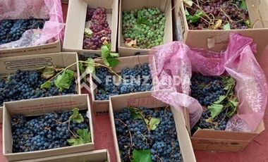 Parcela en Venta en camino Las Tinajas / El Queule