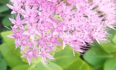 Parcela en Venta en camino Las Tinajas / El Queule