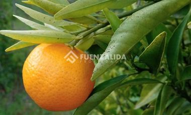 Parcela en Venta en camino Las Tinajas / El Queule