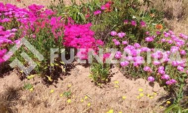 Parcela en Venta en camino Las Tinajas / El Queule