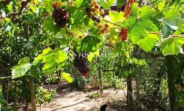Parcela en Venta en camino Las Tinajas / El Queule