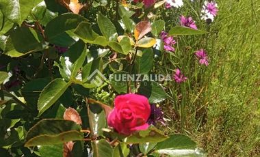 Parcela en Venta en camino Las Tinajas / El Queule