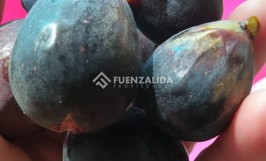 Parcela en Venta en camino Las Tinajas / El Queule