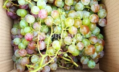 Parcela en Venta en camino Las Tinajas / El Queule