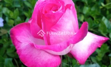 Parcela en Venta en camino Las Tinajas / El Queule