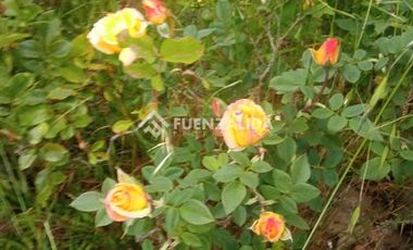 Parcela en Venta en camino Las Tinajas / El Queule