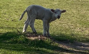 Campo en Venta, 14 Hectáreas, en Zarate, Escalada, G.B.A. Norte