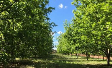 VENDE LOTES FINANCIADOS EN BARRIO DON HÉCTOR IBARLUCEA