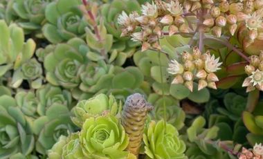 Parcela en venta en PICHILEMU