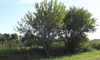 Terreno en  Campos de Madero 2