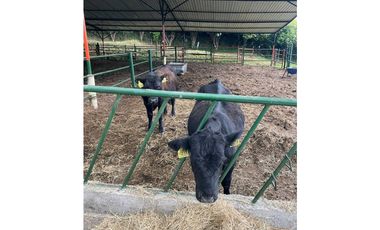 Venta Finca en Sesquile