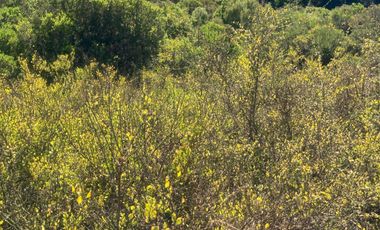 Venta hermosa parcela en Litueche, 6.000 mts2