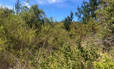 Venta hermosa parcela en Litueche, 6.000 mts2