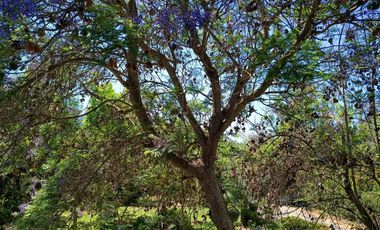 EL ACACIO Y LA CRUZ / CALERA DE TANGO