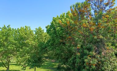 EL ACACIO Y LA CRUZ / CALERA DE TANGO