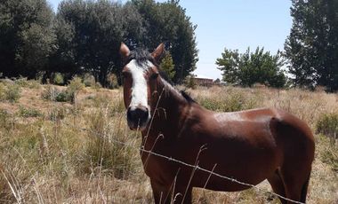 Parcela en venta en LINARES