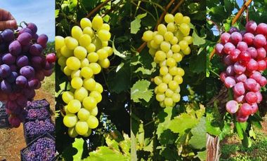 Viñedo en venta de 93 ha en México, gran potencial enoturístico e inversión patrimonial.