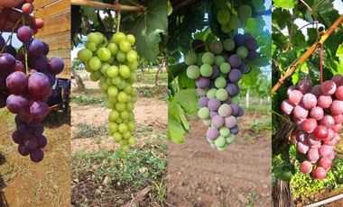 Viñedo en venta de 93 ha en México, gran potencial enoturístico e inversión patrimonial.