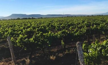 Viñedo en venta de 93 ha en México, gran potencial enoturístico e inversión patrimonial.