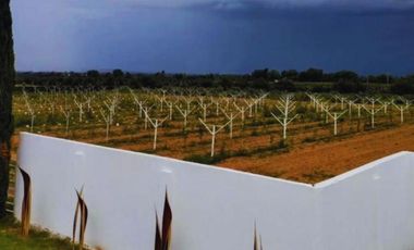 Viñedo en venta de 93 ha en México, gran potencial enoturístico e inversión patrimonial.