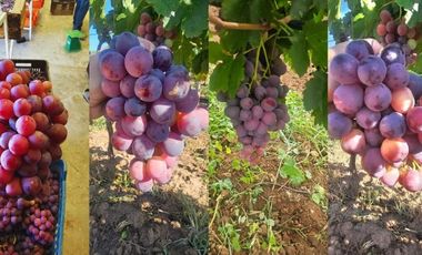 Viñedo en venta de 93 ha en México, gran potencial enoturístico e inversión patrimonial.