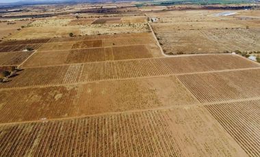 Viñedo en venta de 93 ha en México, gran potencial enoturístico e inversión patrimonial.