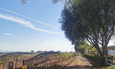 Viñedo en venta de 93 ha en México, gran potencial enoturístico e inversión patrimonial.