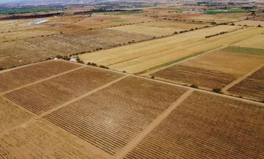 Viñedo en venta de 93 ha en México, gran potencial enoturístico e inversión patrimonial.