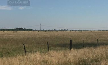 Campo - Alejandro Korn