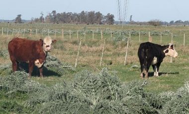Campo - Alejandro Korn