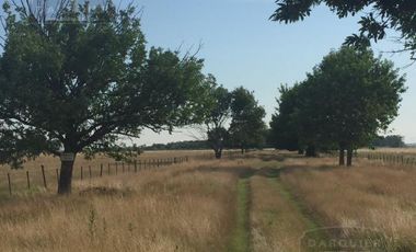 Campo - Alejandro Korn