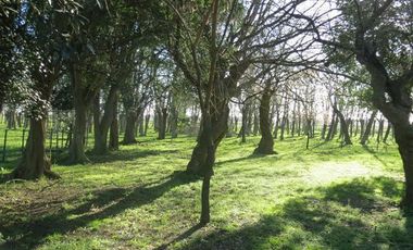 Campo - Alejandro Korn