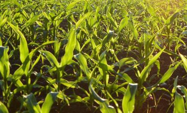 Campo en  Venta - 7,5 Ha