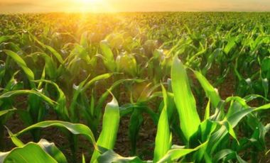 Campo en  Venta - 7,5 Ha