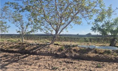 ¡GRAN OPORTUNIDAD DE INVERSIÓN! VENDE FINCA EN RIVADAVIA, MZA.