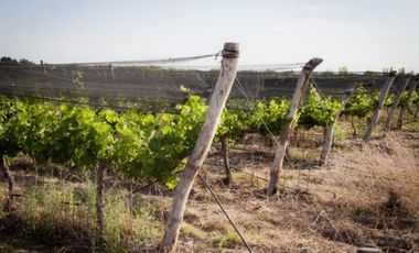¡GRAN OPORTUNIDAD DE INVERSIÓN! VENDE FINCA EN RIVADAVIA, MZA.