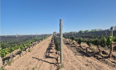 ¡GRAN OPORTUNIDAD DE INVERSIÓN! VENDE FINCA EN RIVADAVIA, MZA.